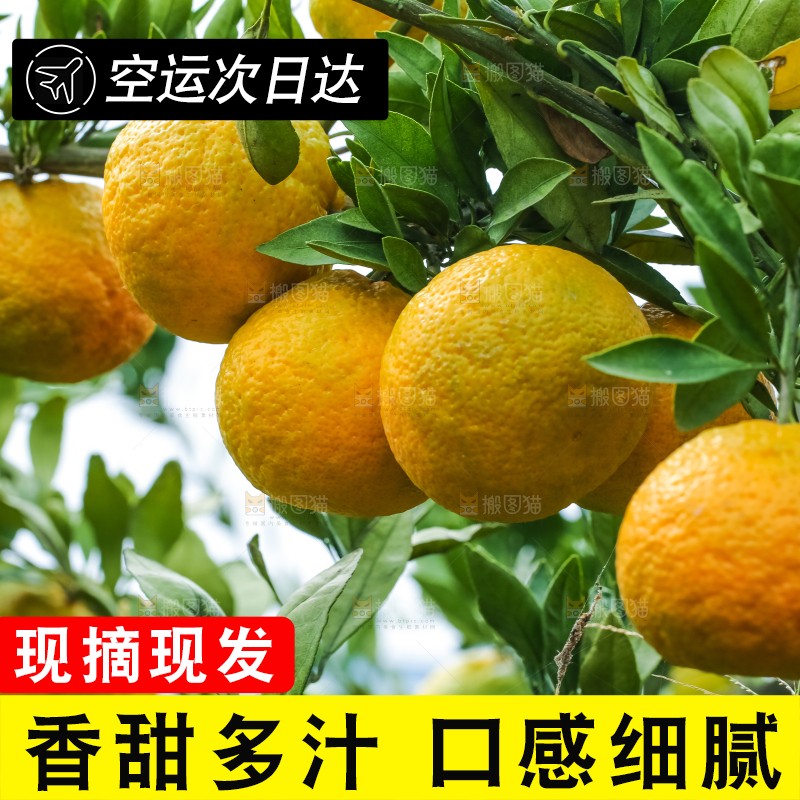 树上结着椪柑橘