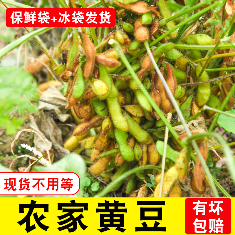 田里的黄豆