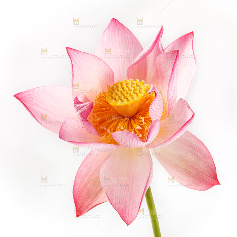 浅底上的莲花