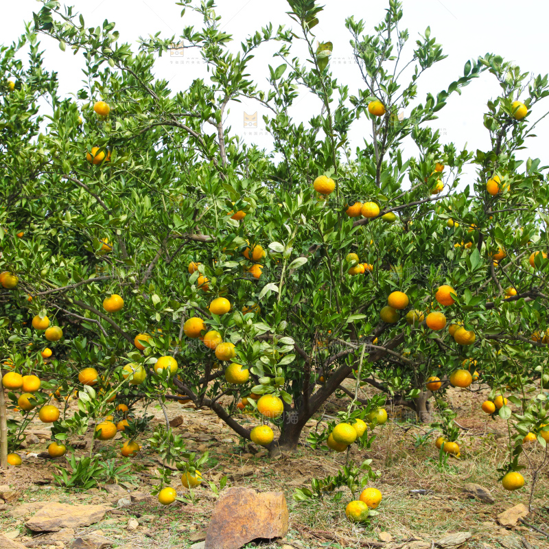 橘子种植基地