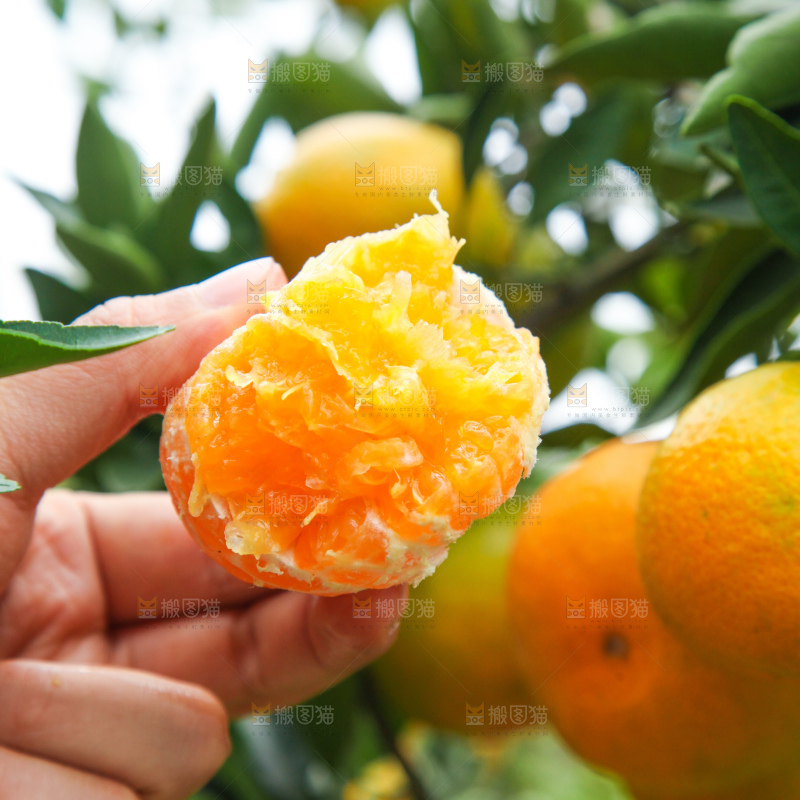 橘子种植基地