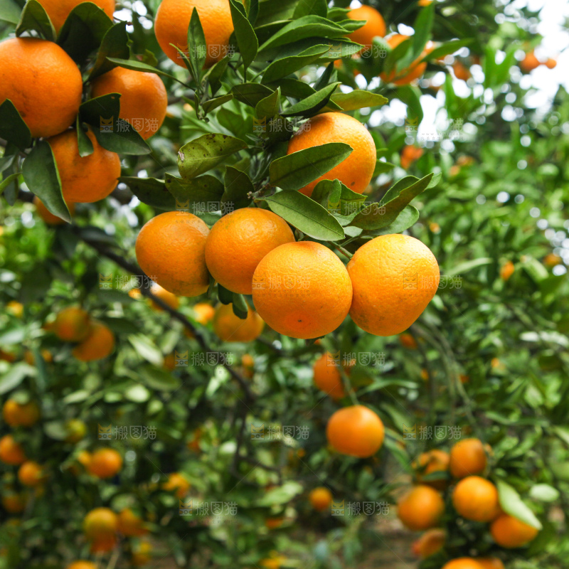 橘子种植基地