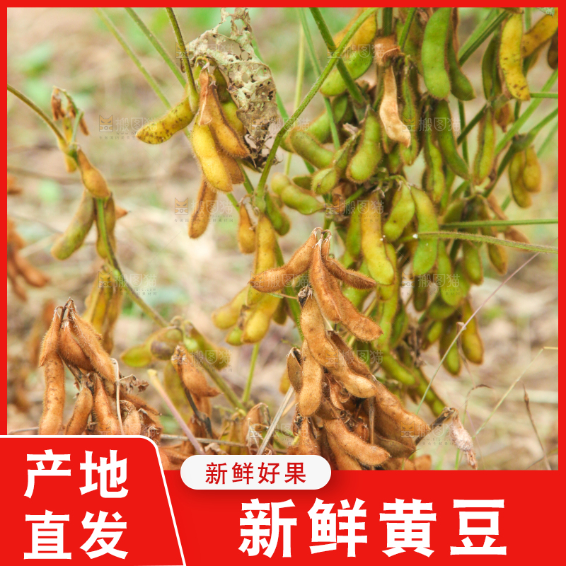 田里的黄豆