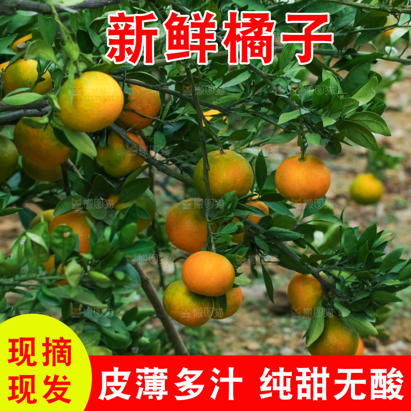 树上的橘子