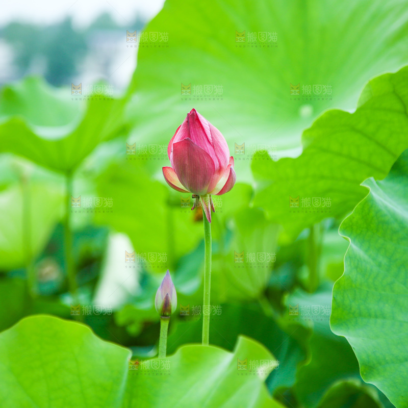 池塘里的一片荷花叶