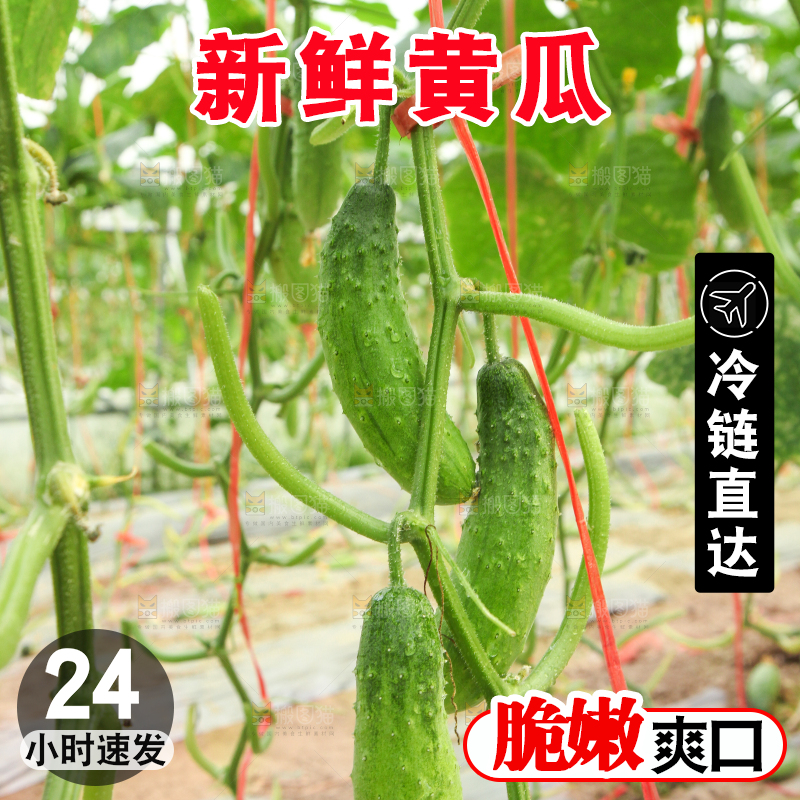 藤子上的小黄瓜