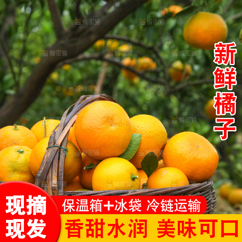橘子种植园