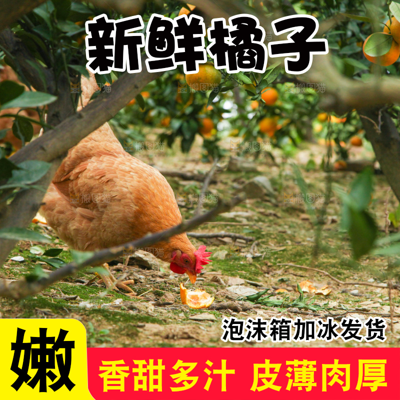 树上长着橘子