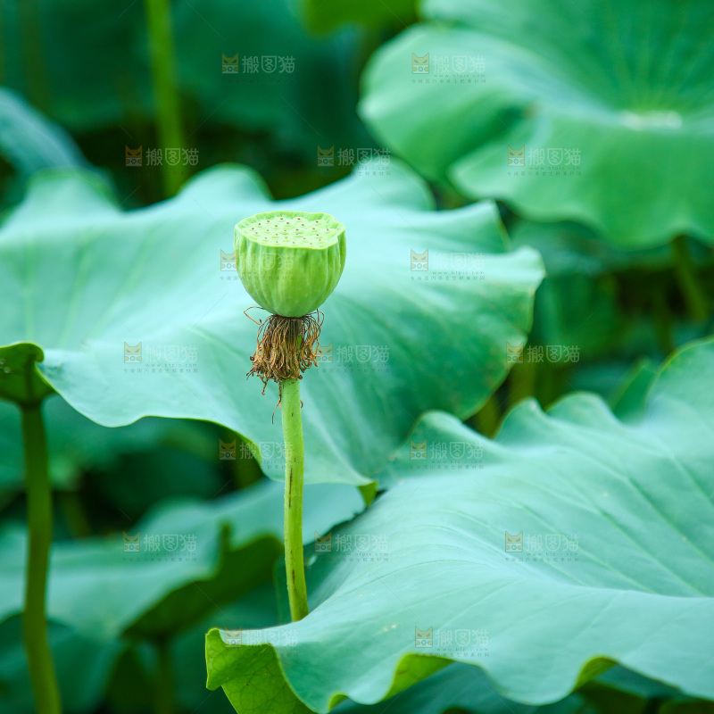 一片荷花池