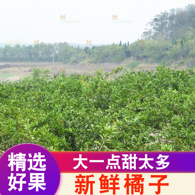 橘子种植基地