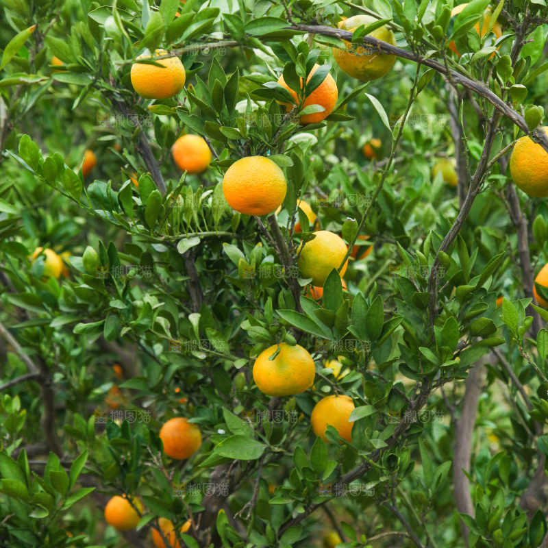 橘子种植基地