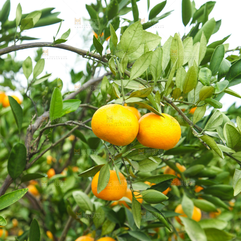 橘子种植基地