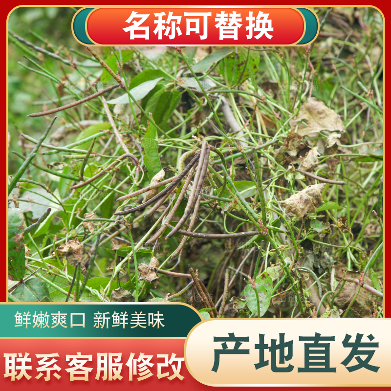 户外的野生绿豆