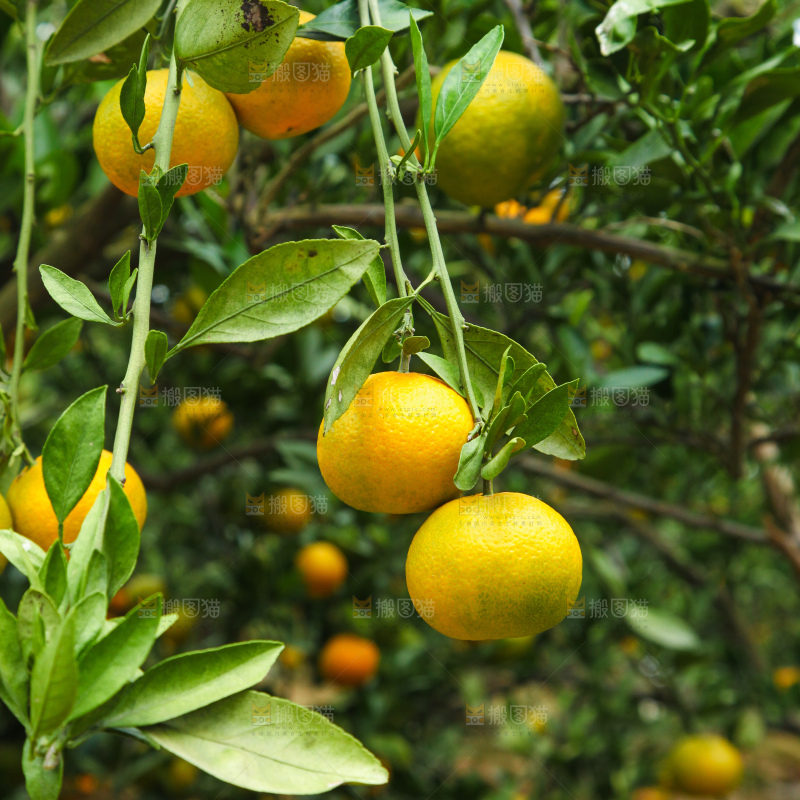橘子种植基地
