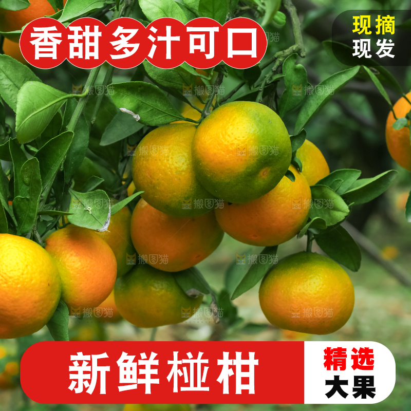 树上长着椪柑