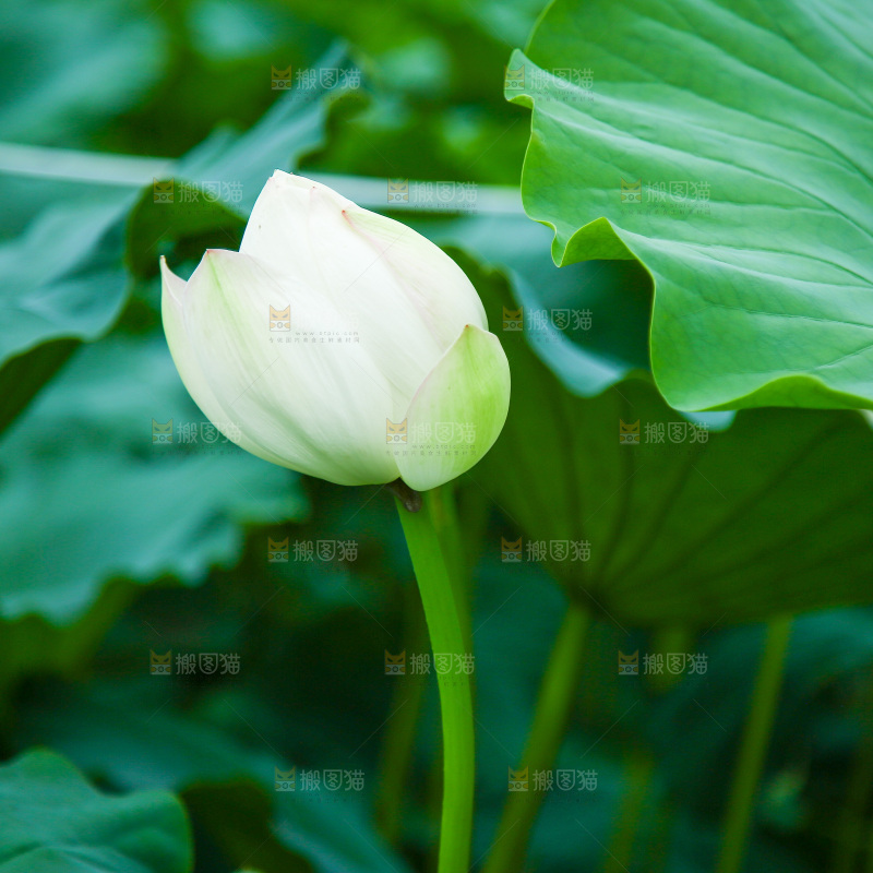 一朵新鲜荷花