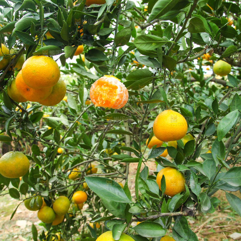 橘子种植基地