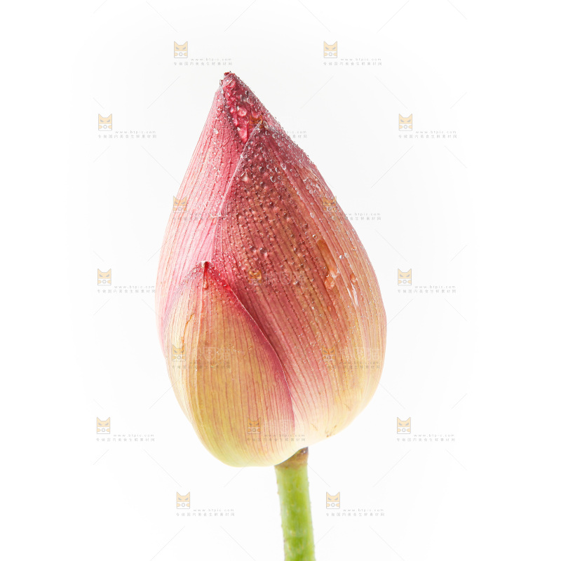 浅底上的莲花