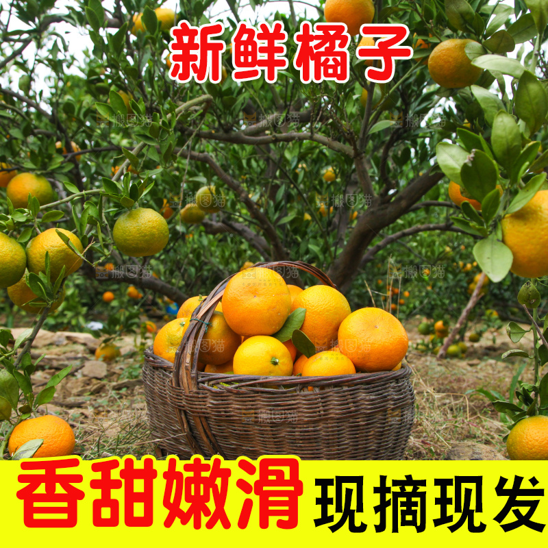 橘子种植基地