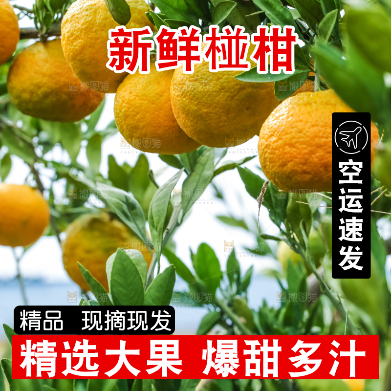 树上结着椪柑橘