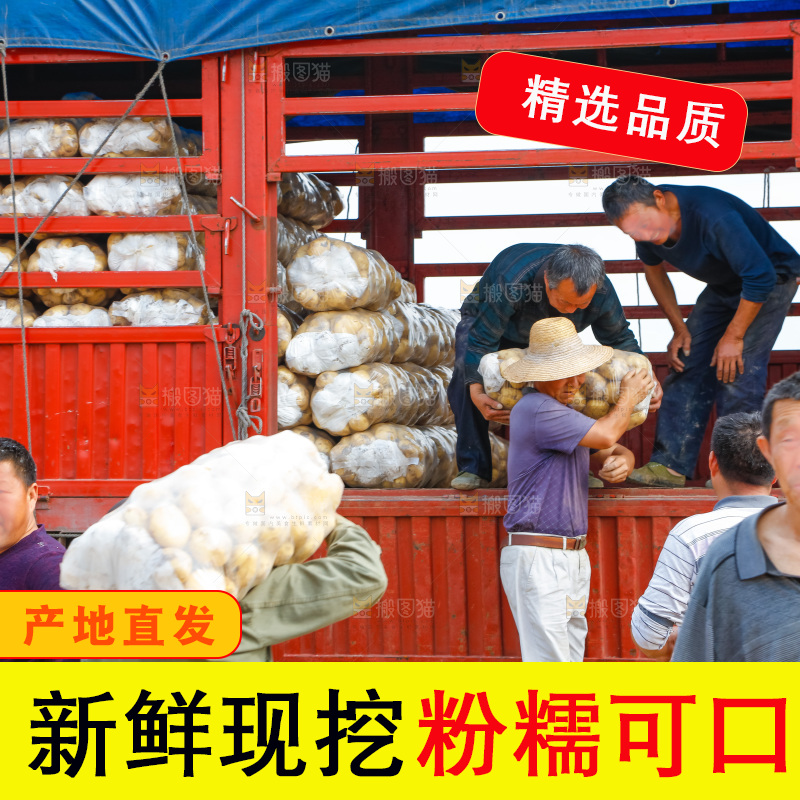 正在运输土豆