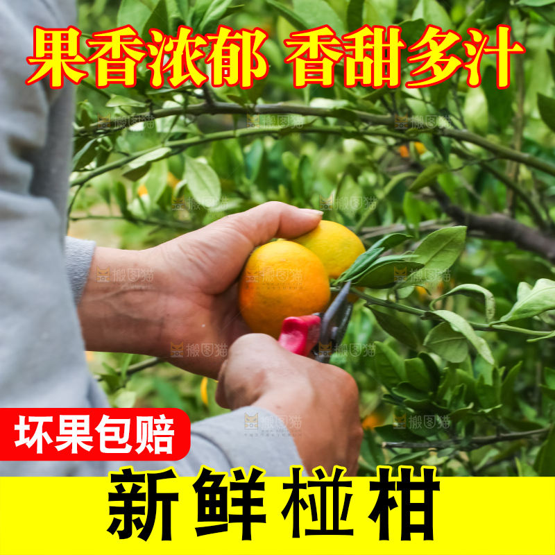 农民正在摘橘子