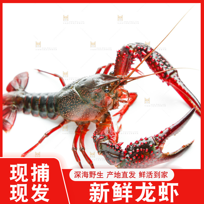 白底上横放着一只龙虾