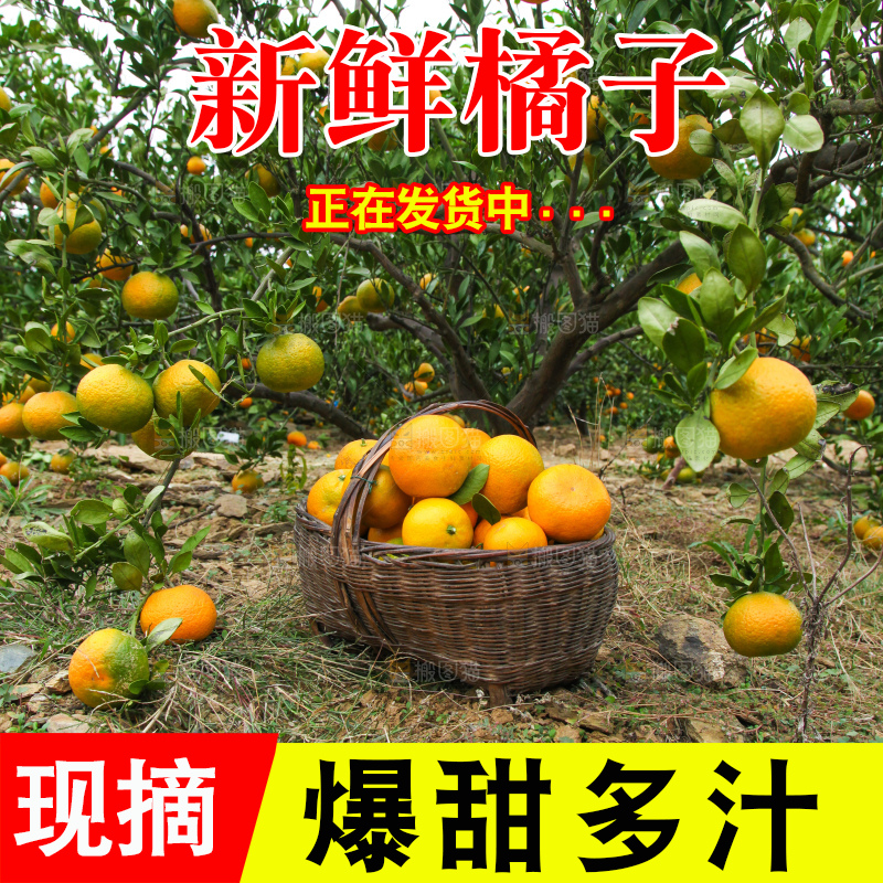 橘子种植基地