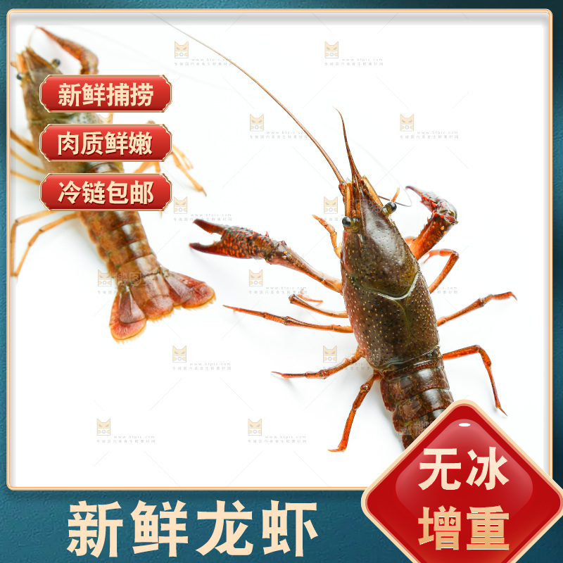 白底上的龙虾