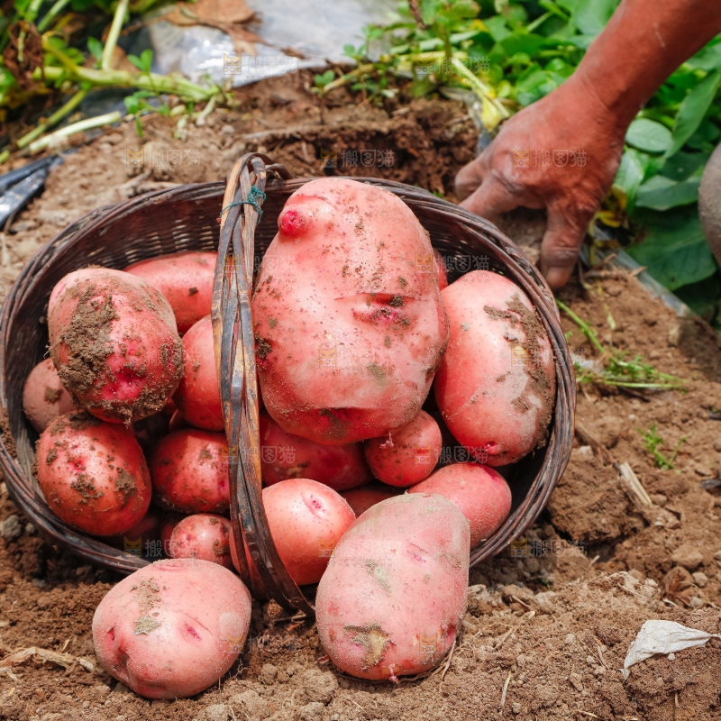 篮子里装着红皮土豆
