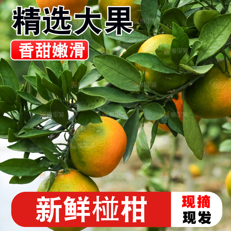树上结着椪柑橘