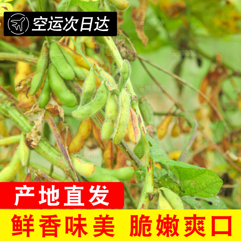 田里的黄豆