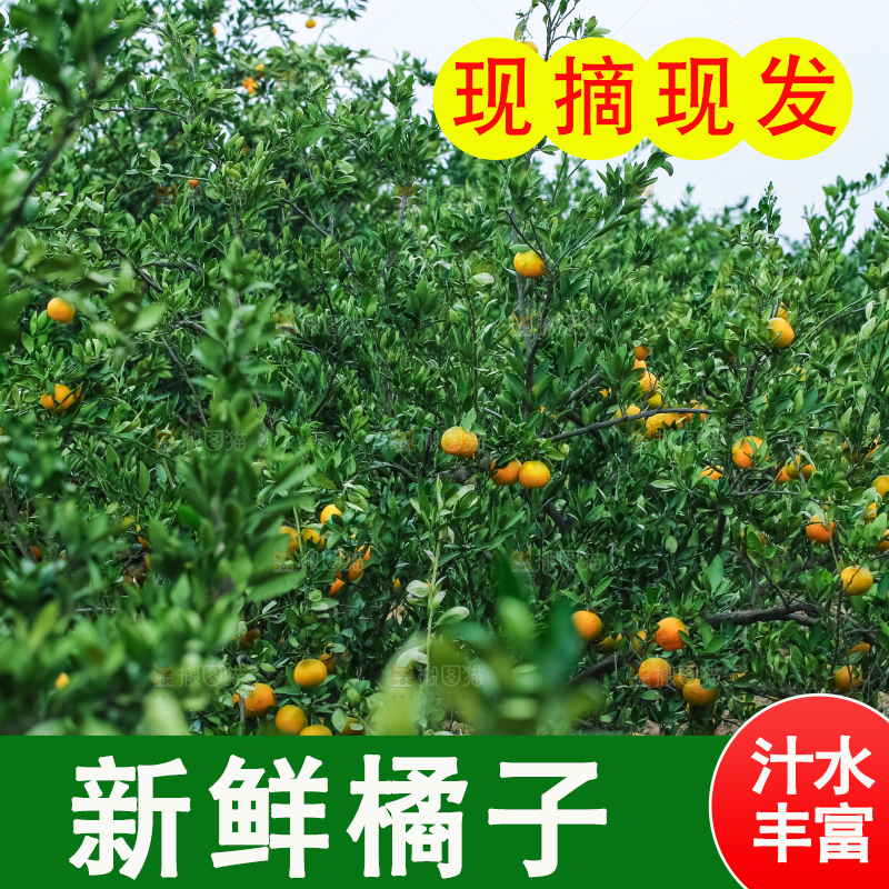 树上的橘子