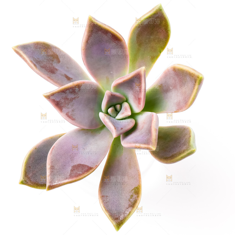 白底上放着多肉