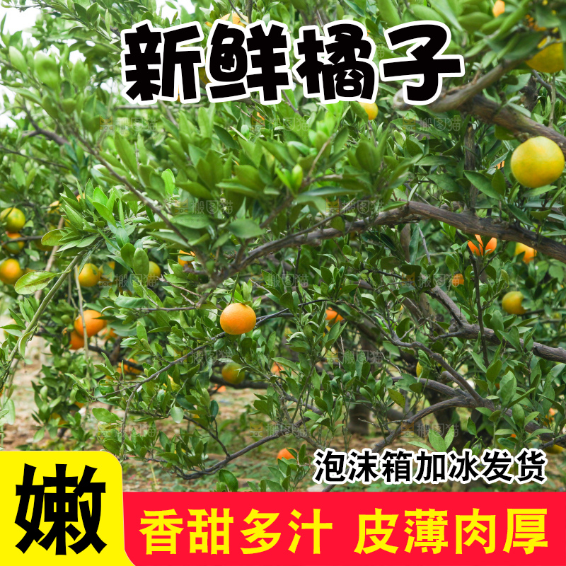 橘子种植基地