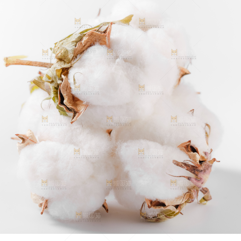 白底上的棉花