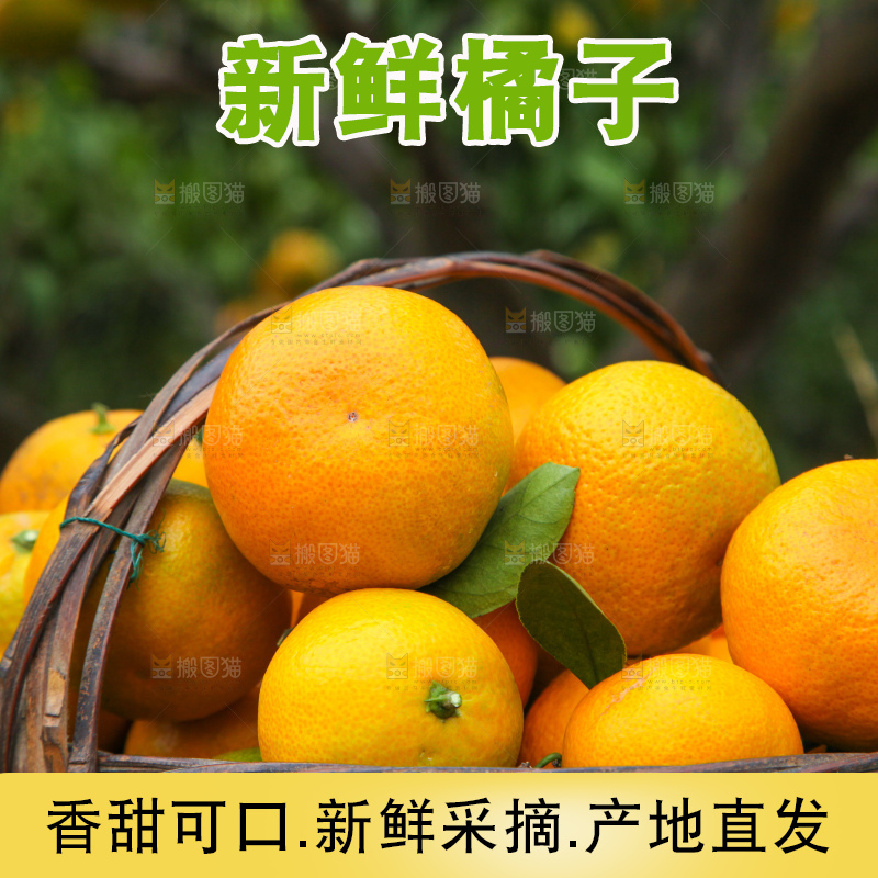 橘子种植基地