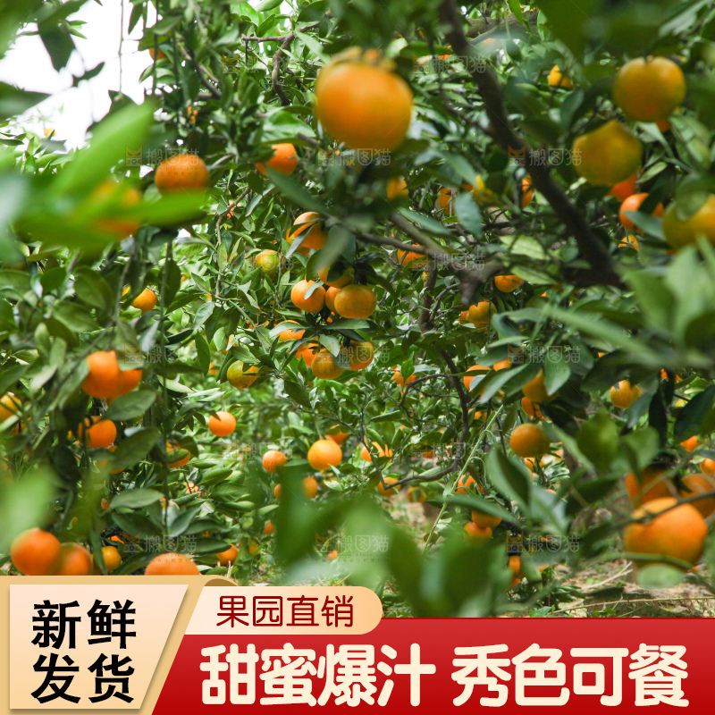 橘子种植基地