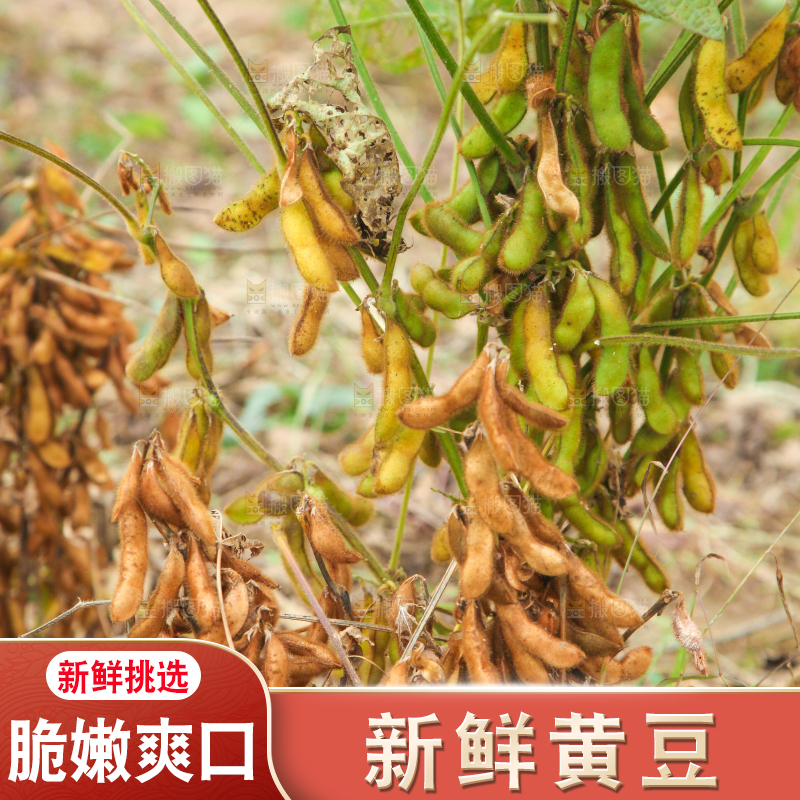 田里的黄豆
