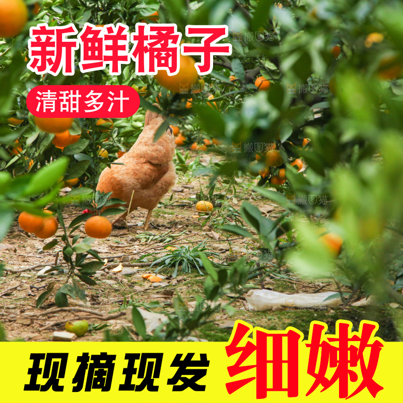 树上长着橘子