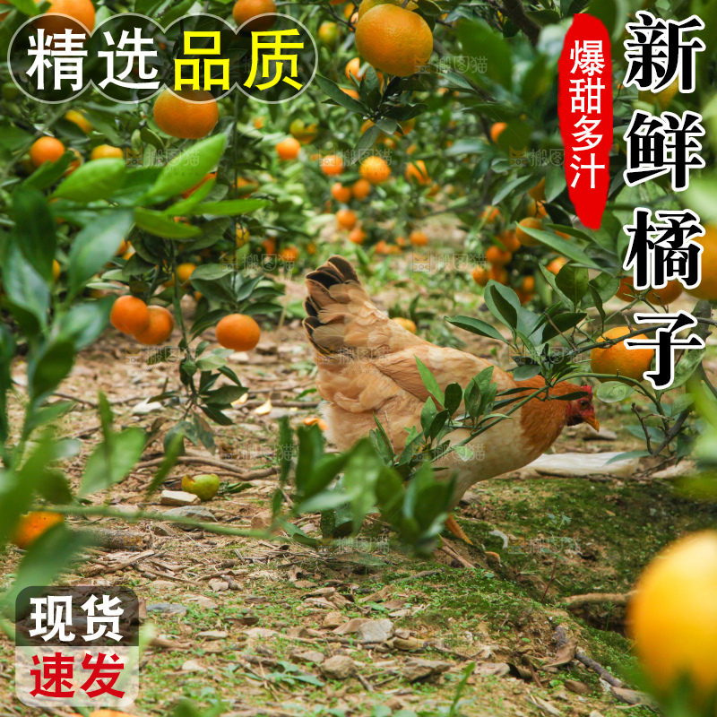 橘子种植基地