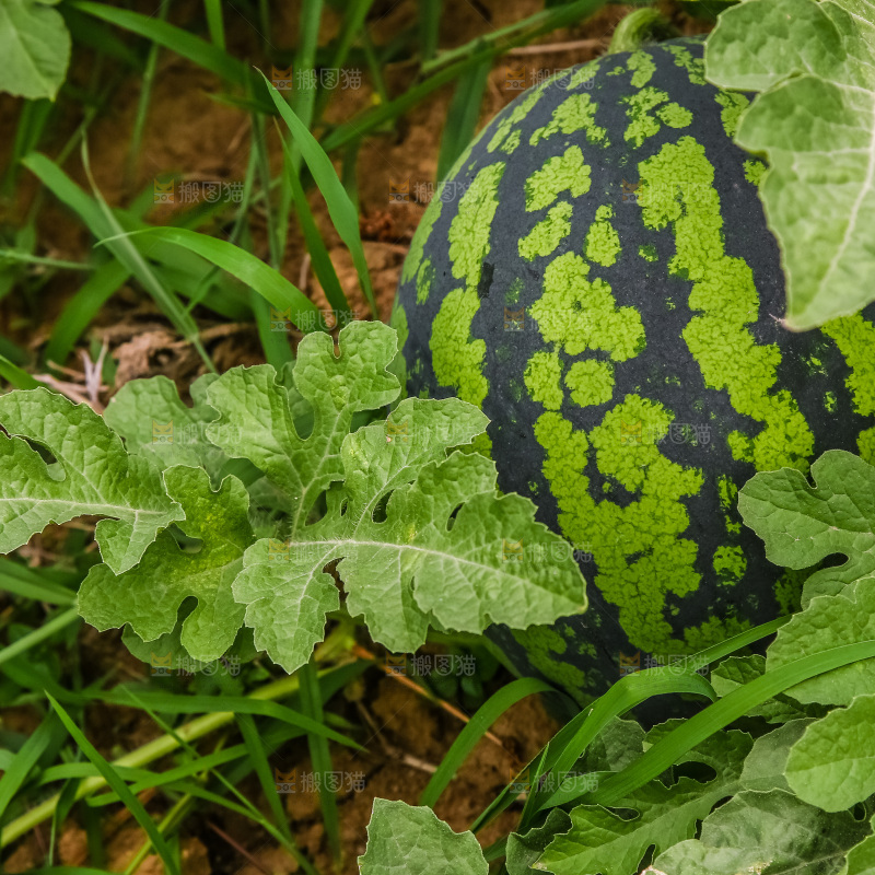 农田里种植的西瓜