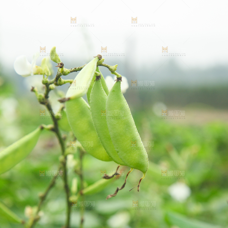 户外的扁豆