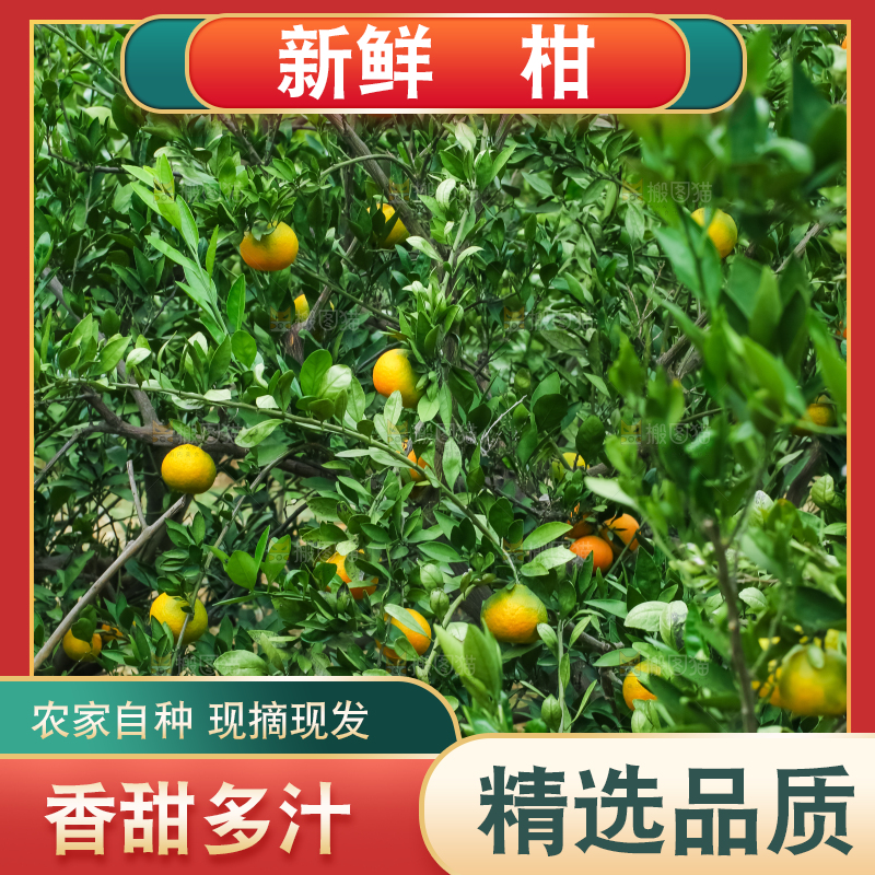 树上长着椪柑
