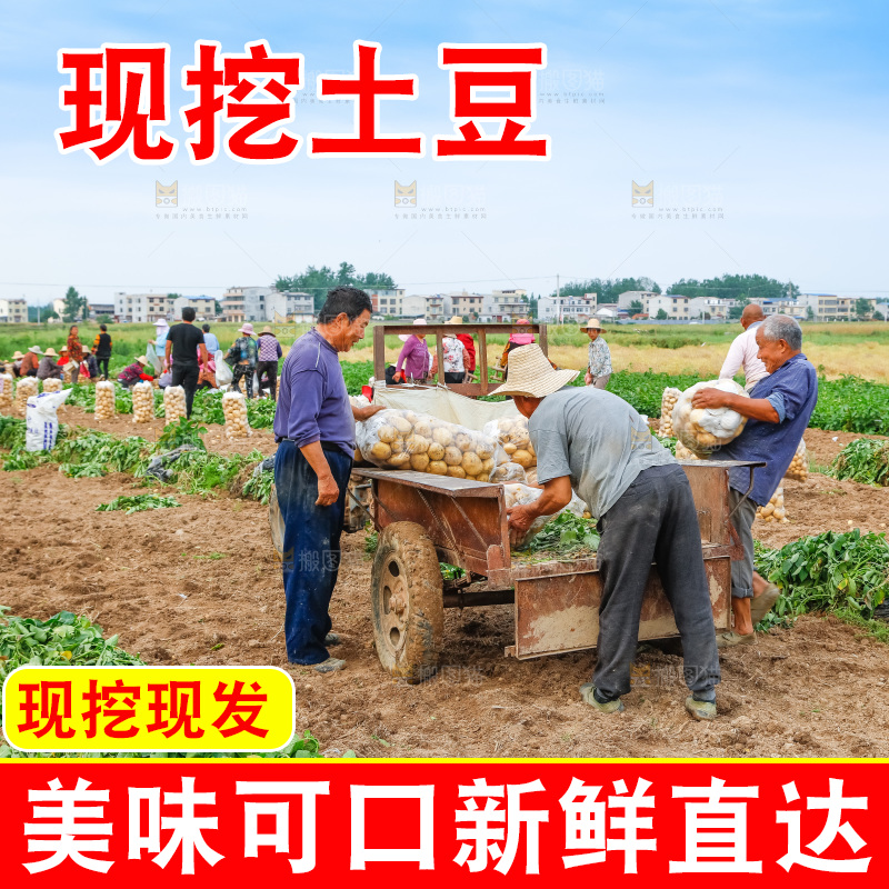 农民正在运输土豆
