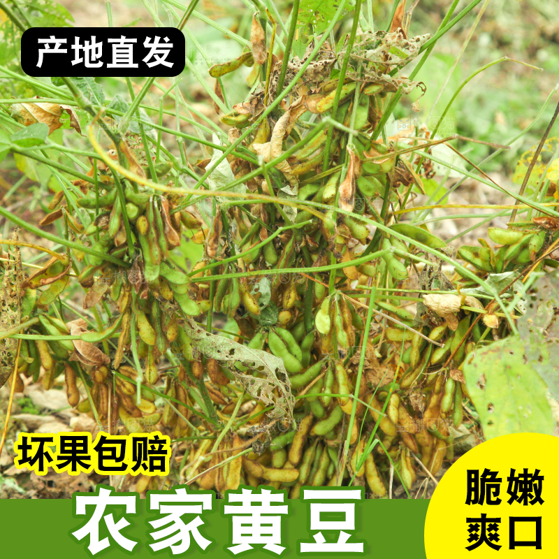田里的黄豆
