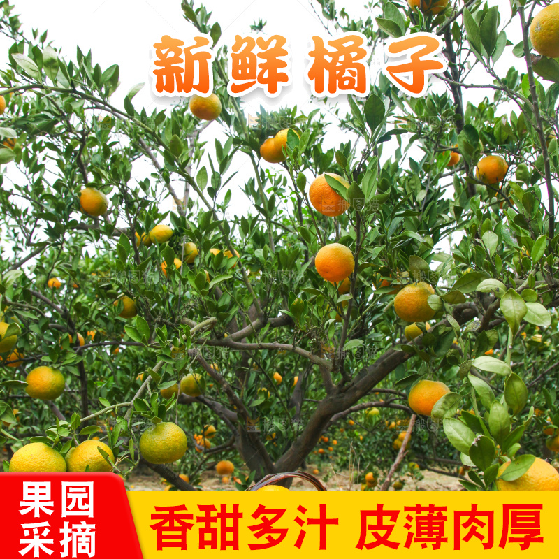 橘子种植园