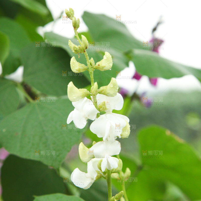 户外的扁豆花