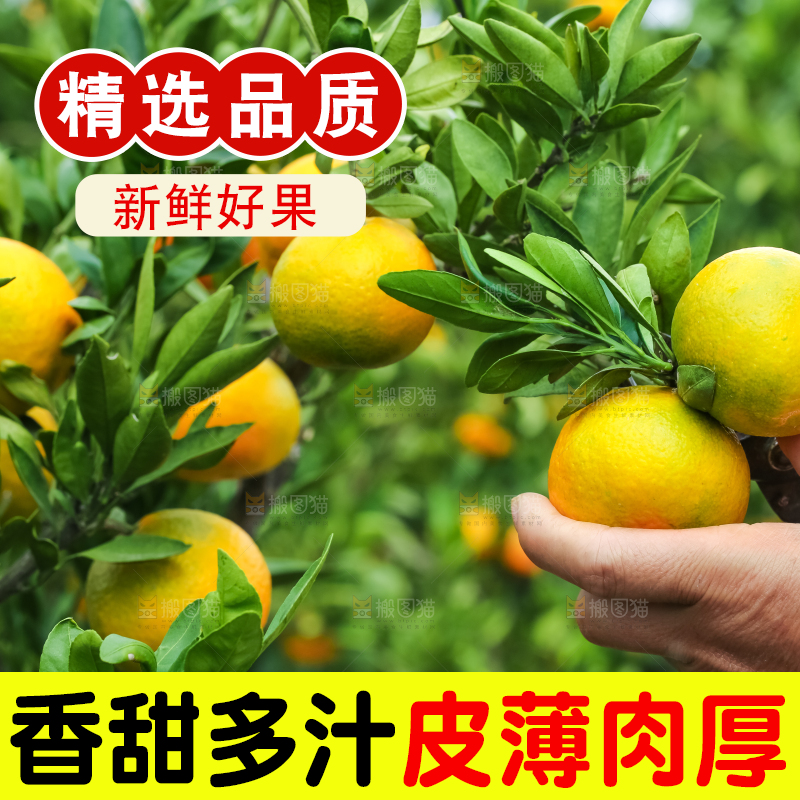 农民正在摘橘子