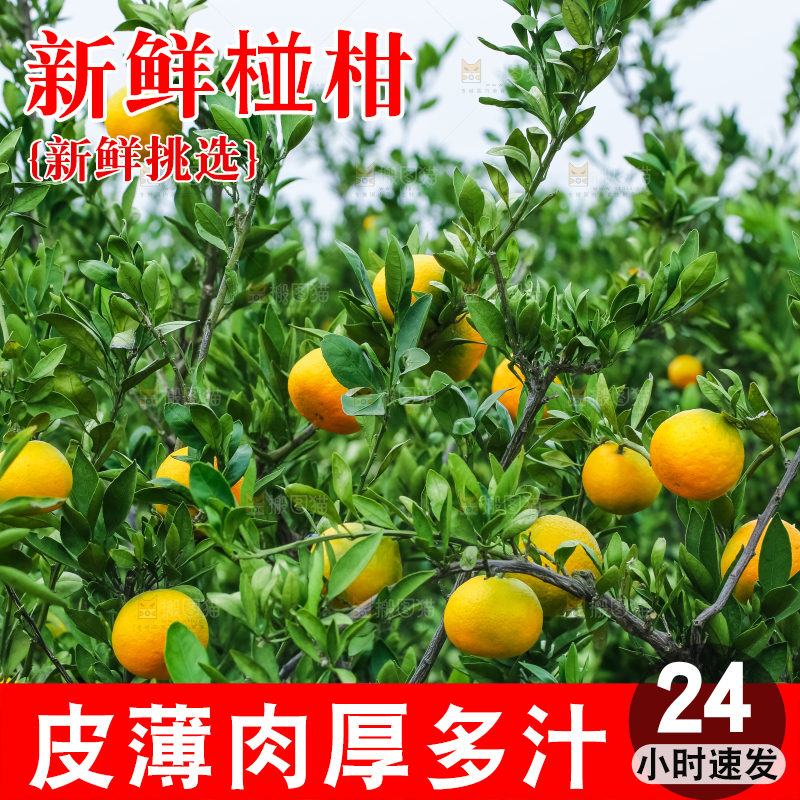 树上结着椪柑橘